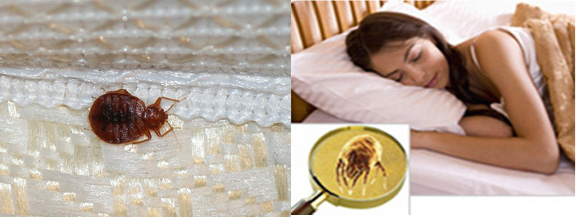 Mattress Cleaning Huntington,  NY