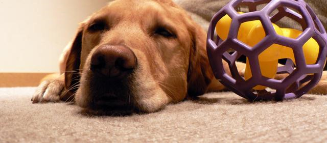 Pet Stain and Odor Removal Huntington,  NY