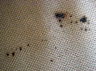 Spot & Stain Removal Huntington,  NY