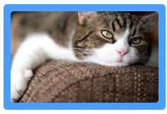 Upholstery Cleaning Huntington,  NY